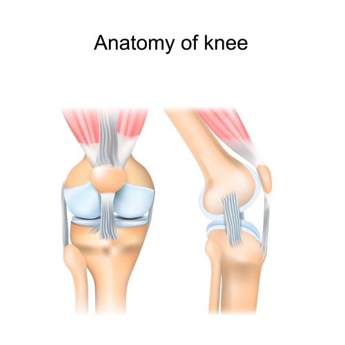 Image of knee